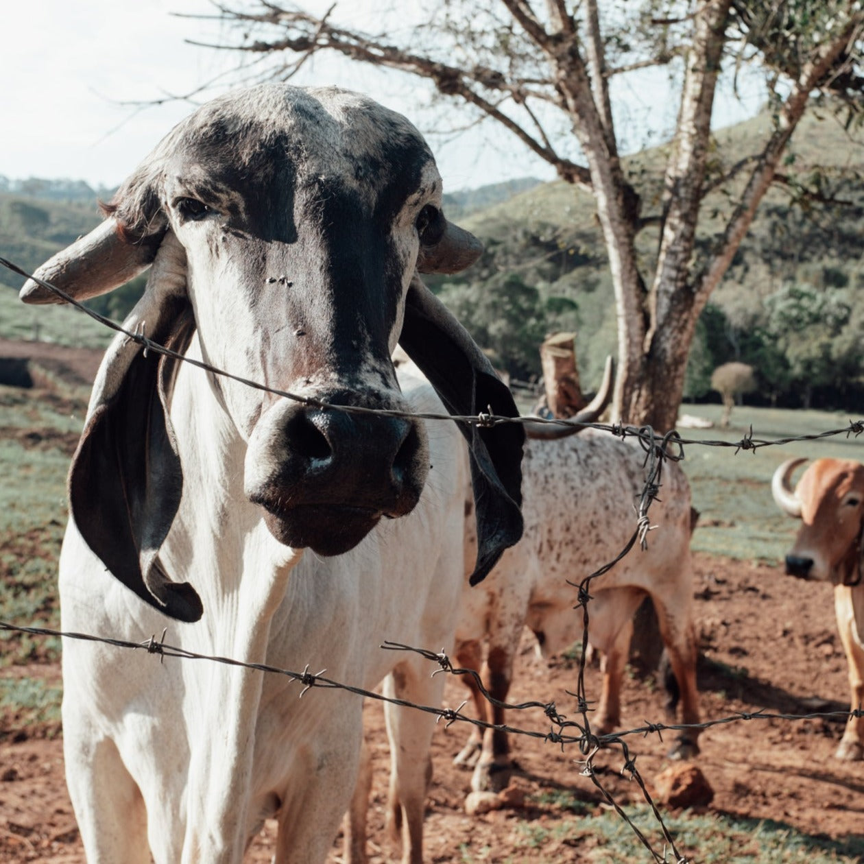 A cow standing at a fence outdoors on a farm.
