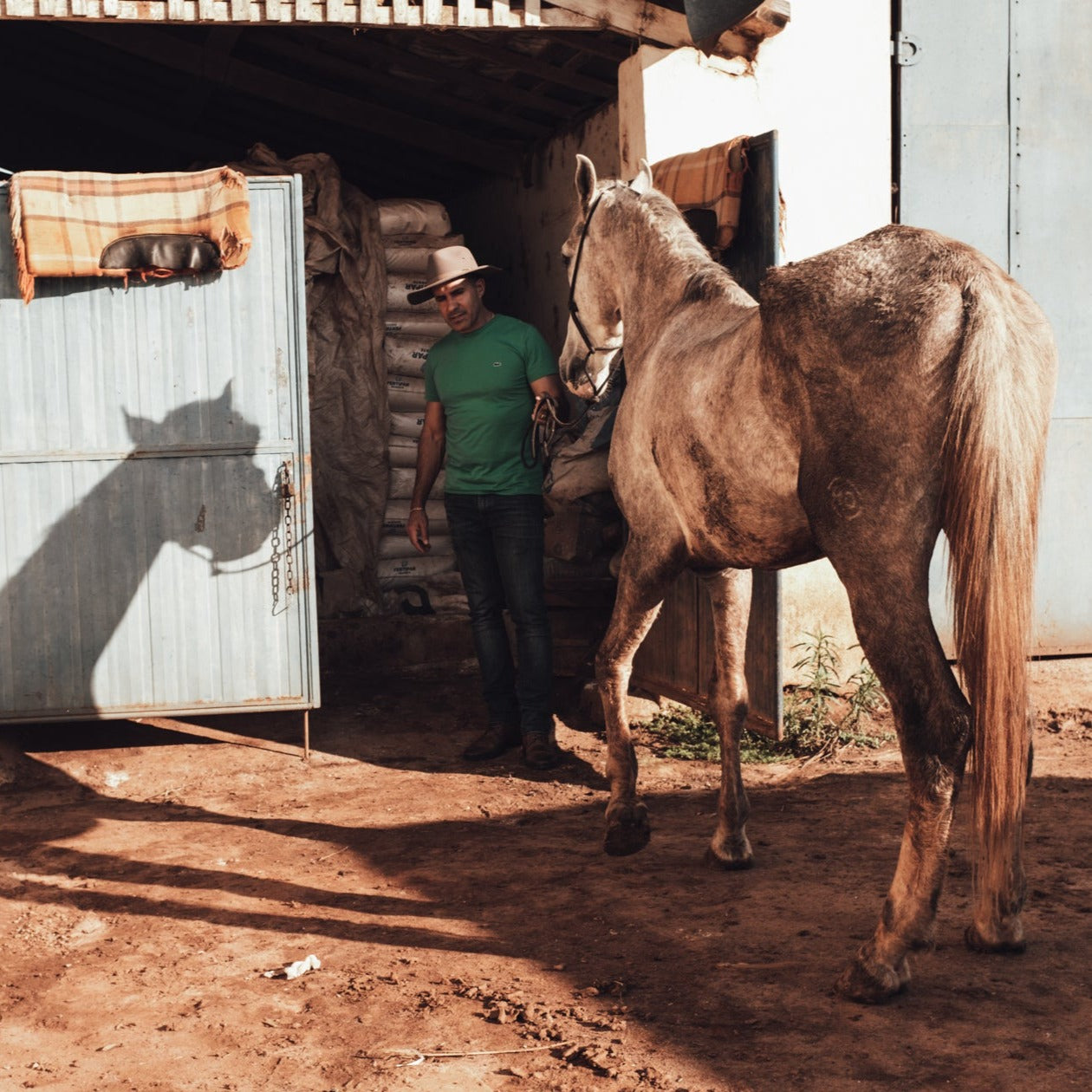 A farmer guiding a white horse into a barn outdoors.