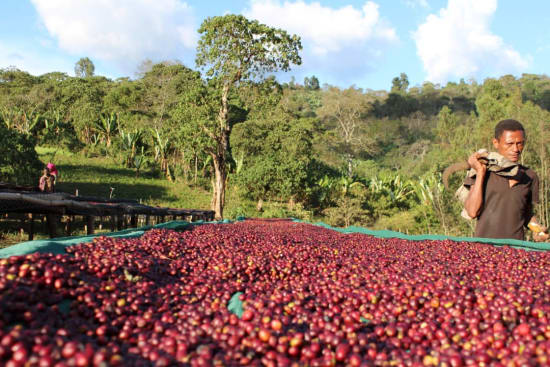Person sorting red coffee beans on a raised drying bed in a field with trees and blue sky in the background