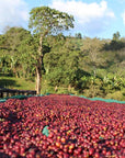 Ethiopia Guji Hambela