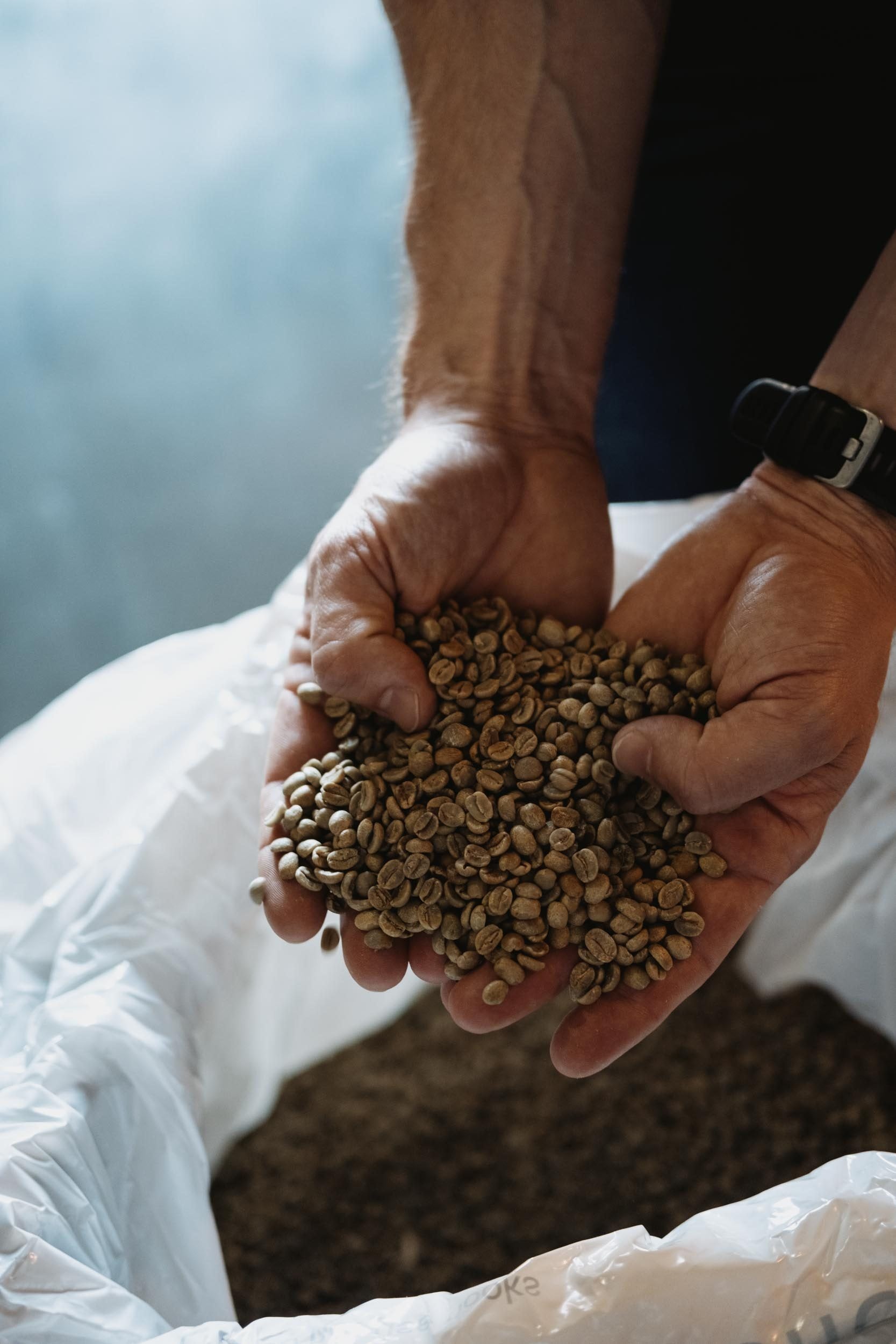 Two cupped hands holding a mound of unroasted green coffee beans above an open sack
