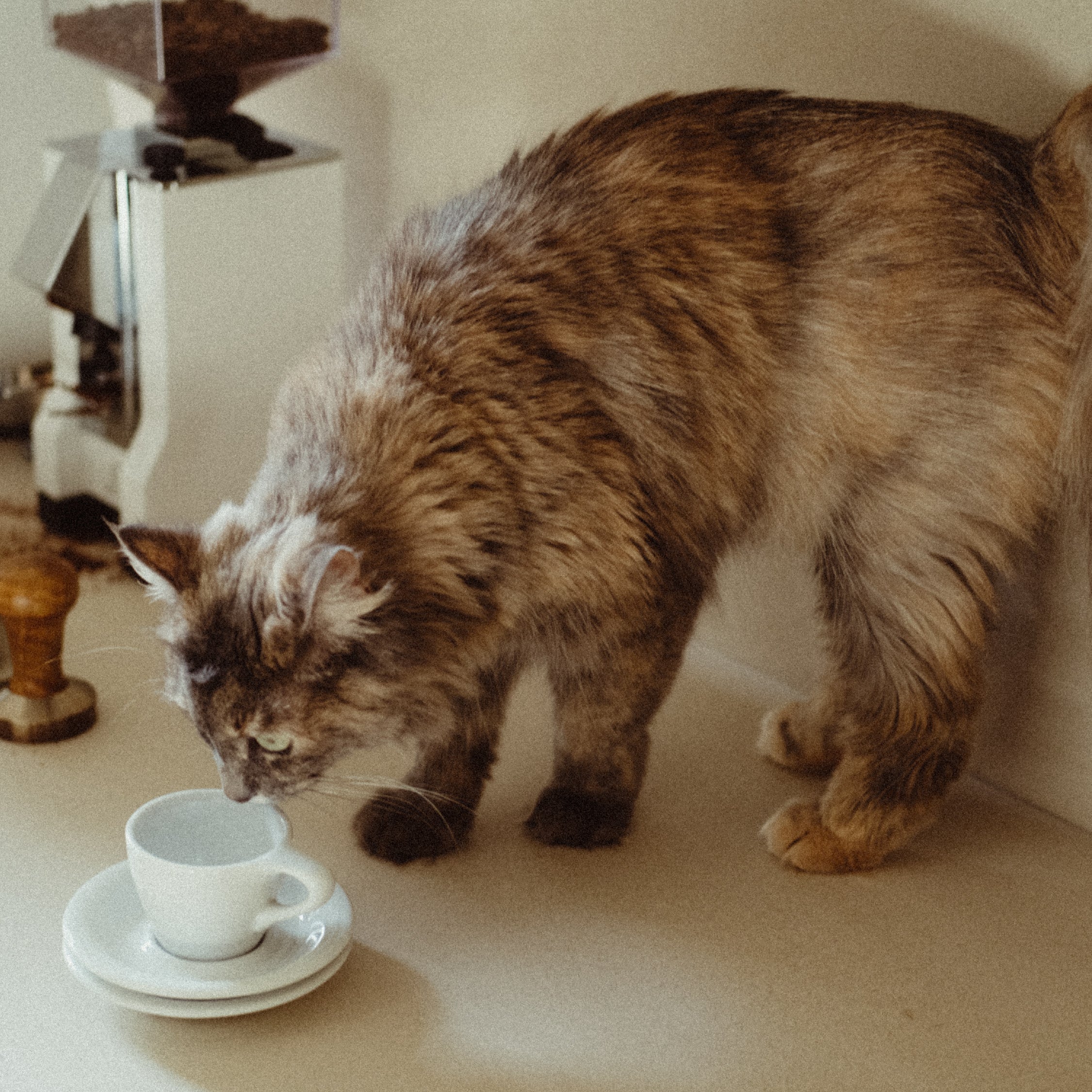 A cat sniffing an empty cappuccino cup on a kitcehn counter with a coffee grinder in the background.